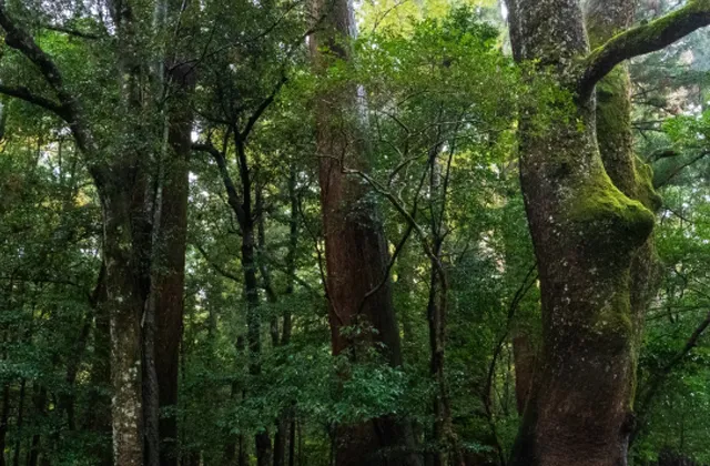 神秘的な雰囲気が漂う神宮の森