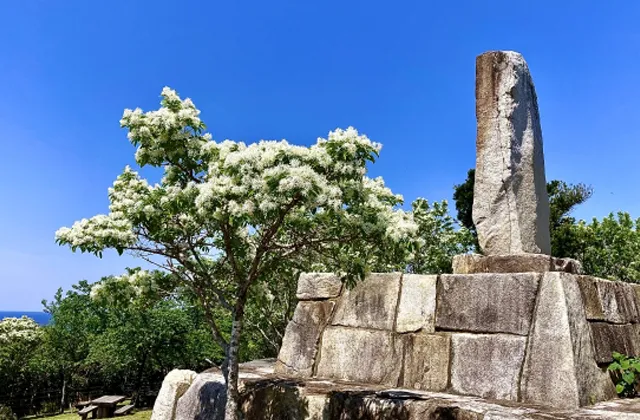 韓国展望所の慰霊碑とヒトツバタゴ
