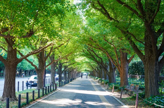 明治神宮外苑のイチョウ並木
