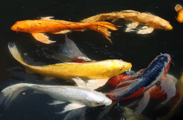 二の丸庭園のヒレナガニシキゴイ