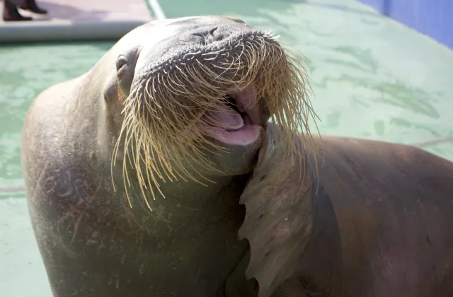 伊勢シーパラダイスのセイウチ、タンポポちゃん